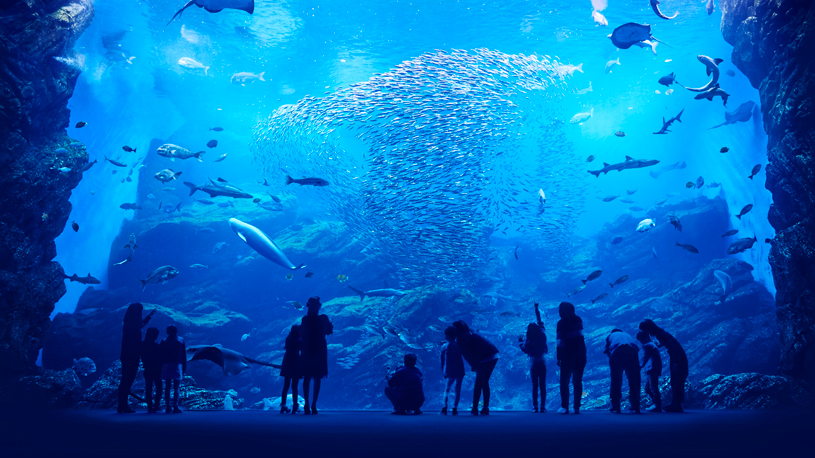 Sendai Umino-Mori Aquarium Sendai Umino-Mori Aquarium