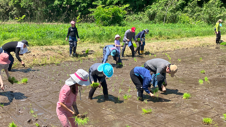 Scene of rice planting program at the Yatsuda