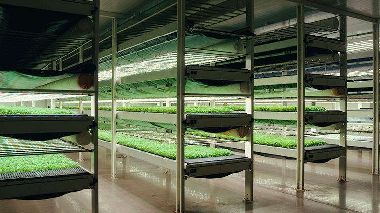 サウジアラビアの砂漠から、サステナブルな農業を。画像