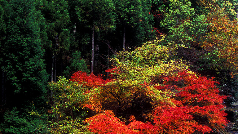 清滝山林